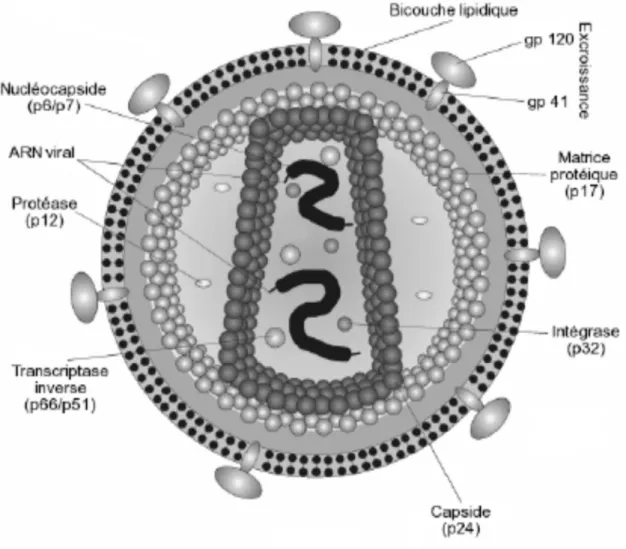 Figure 1: Structure du VIH (Kéita, 2014)