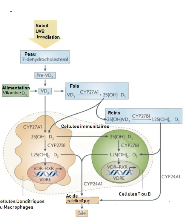Figure 9 : Métabolisme de la vitamine D 3  dans les cellules du système immunitaire humain (Mora et al., 2008)