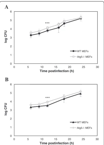 Figure 3 Quantification of the infection of WT MEFs and Atg5 −/−