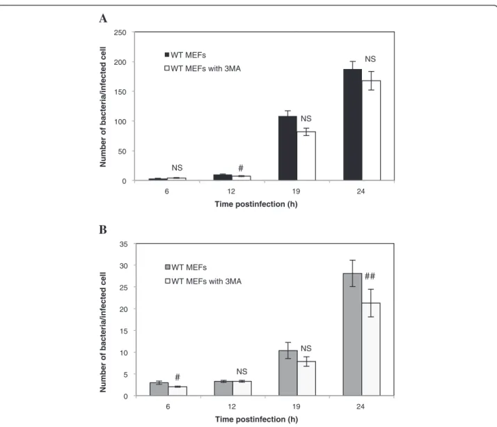 Figure 5 Impact of 3MA on the infection of WT MEFs with B. abortus -mCherry (A) or with B