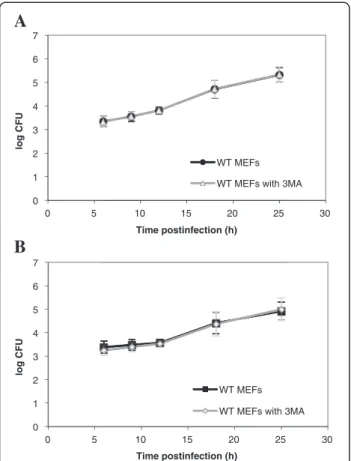 Figure 6 Impact of 3MA on the infection of WT MEFs with B.