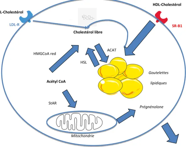 Figure  2.  Les  différentes  sources  de  cholestérol  dans  la  cellule  stéroïdogène  du  cortex  surrénalien