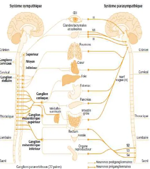 Figure 8. Organisation anatomique du système nerveux autonome (d’après Beaulieu et al, 2010)