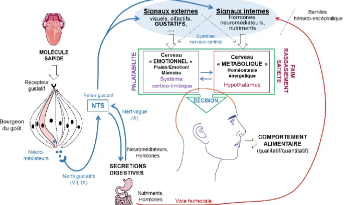 Figure 16 : Circuit d’intégration, du signal gustatif aux cerveaux émotionnel et métabolique