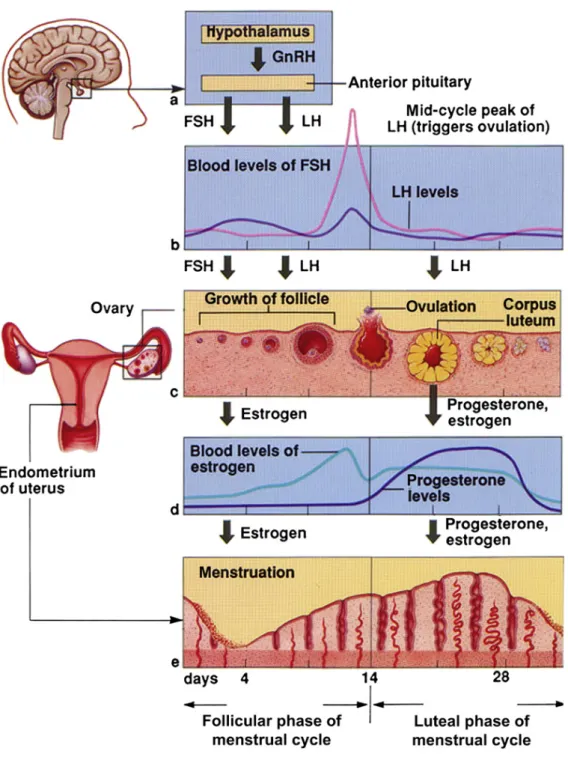 Figure 1  : Le cycle menstruel chez la femme. Changements des taux sériques de LH, de FSH, d'estradiol et de  progestérone, des follicules ovariens et de la muqueuse de l'endomètre au cours du cycle menstruel
