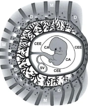 Figure  7 :  Diagramme  illustrant  l’anatomie  du  sac  gestationnel  vers  la  8e  SA