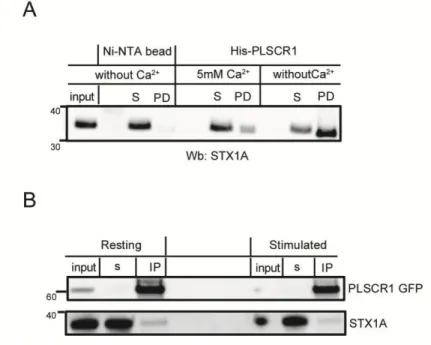 Figure 3.  Syntaxin1A  from  chromaffin cell  lysate and  PC12  cells lysate  precipitates with  recombinant PLSCR1 and exogenously express PLSCR1, respectively