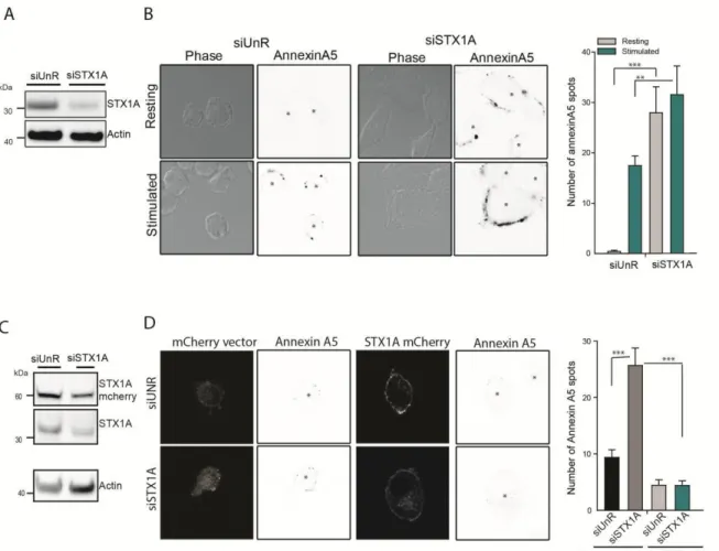 Figure  4.  STX1A  knock-down  triggers  PS  egress  in  resting  PC12  cells.  PC12  cells  were  transfected with unrelated siRNA (siUnR) or with syntaxin1A siRNA (siSTX1)