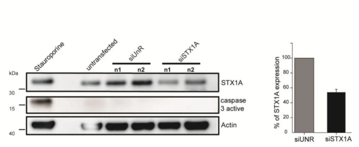 Figure  5.  STX1A  knock-down  does  not  trigger  apoptosis.  72h  after  transfection  of  PC12  cells  with  siUnR  or  siSTX1A,  caspase3  activity  and  knocking-down  efficiency  were  addressed by western blot analysis using anti-STX1A and anti-casp