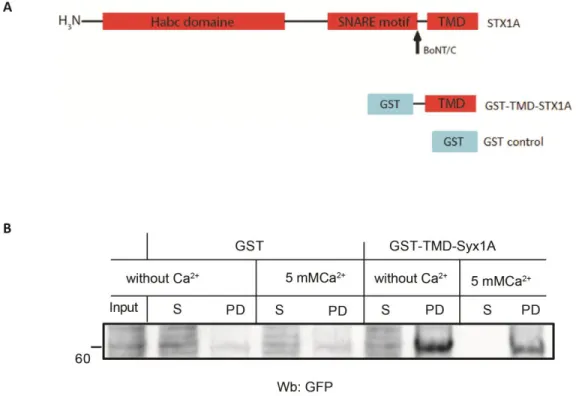 Figure 7.  The  transmembrane  domain  of  STX1A  is  required  for  the  interaction  with  PLSCR1
