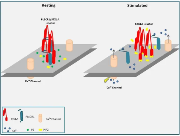 Fig 17: Hypothetical model for the complex PLSCR1/STX1A dissociation by calcium-induced  PIP2  domains  formation:  PLSCR1  interacts  with  the  STX1A  in  clusters  in  resting  condition