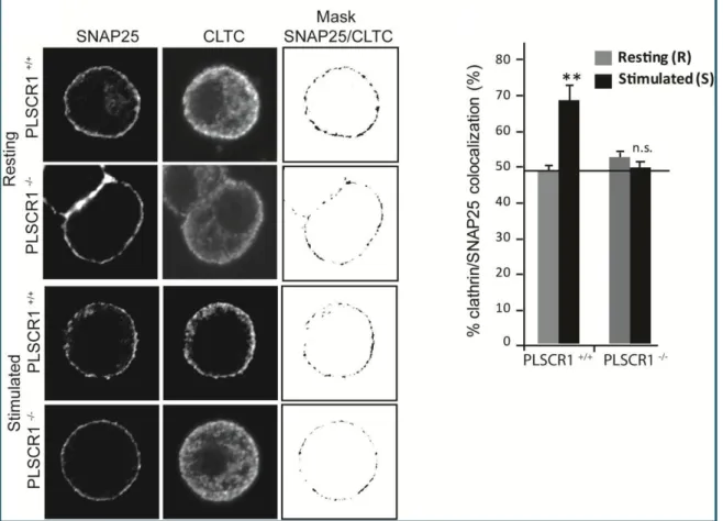 Figure  19:  Recruitment  of  clathrin  is  inhibited  in  chromaffin  cells  lacking  PLSCR1