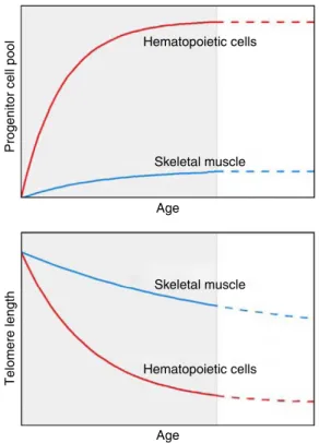 Figure 4 | Model of progenitor cell pool dynamics and in different tissues. Upper panel: during growth (grey shade), the progenitor cell pool in the hematopoietic system undergoes massive expansion through asymmetric replication of hematopoietic stem cells