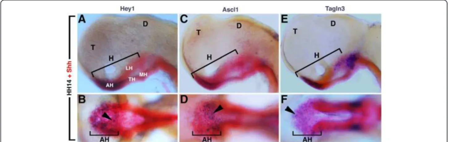 Figure 4 (A-F) Hamburger and Hamilton (HH)14, dissected chick neural tube. Expression of Notch pathway component, Hey1 (A,B), the proneural gene Ascl1 (C,D) and a new putative target gene, Tagln3 (E,F) in the hypothalamus compared to Shh expression at HH14