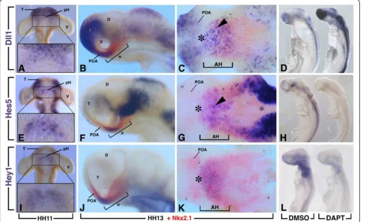 Figure 2 Immunostaining for HuC/D in the rostral hypothalamus of DMSO and DAPT-treated chick embryos (n = 6)