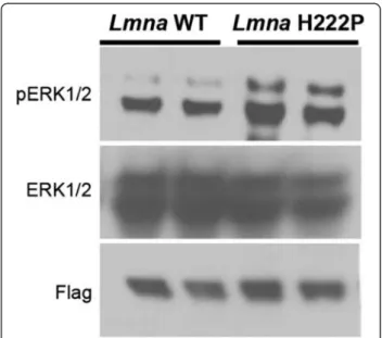 Figure 4 Increased ERK1/2 activity in skeletal muscle of Lmna H222P/H222P mice at 16 weeks of age