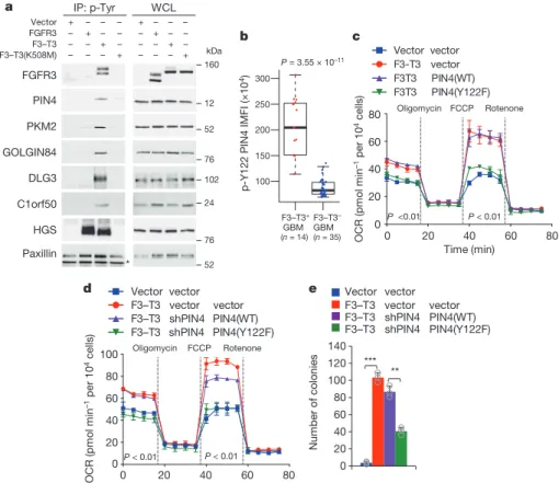 Figure 2 | Phosphorylation of PIN4 at Y122 affects mitochondrial  metabolism. a, Immunoblot of phosphotyrosine immunoprecipitates  from SF126 glioma cells (left) or whole-cell lysate (WCL, right)