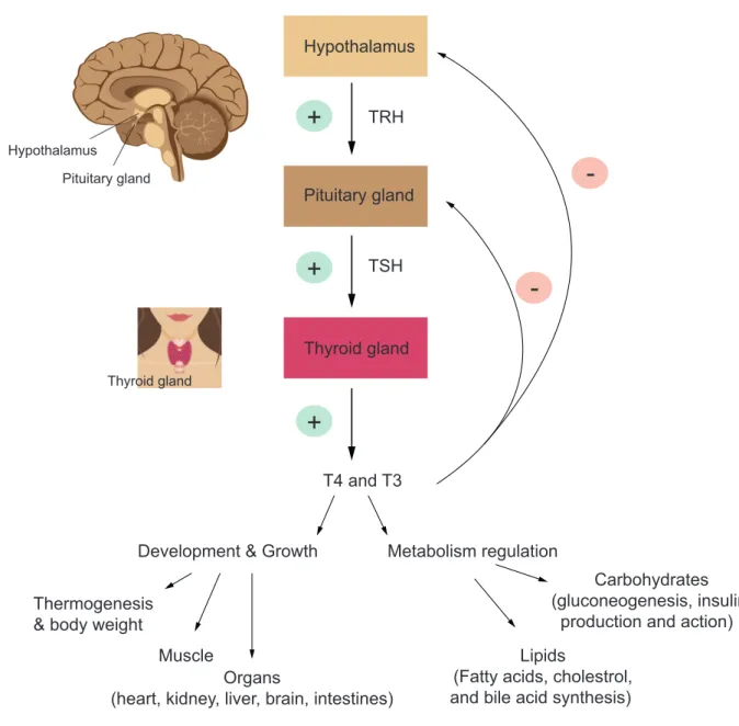 Figure  2.1.1:  The  hypothalamus-pituitary-thyroid  (HPT)  axis  and  thyroid  hormones  (TH)  actions