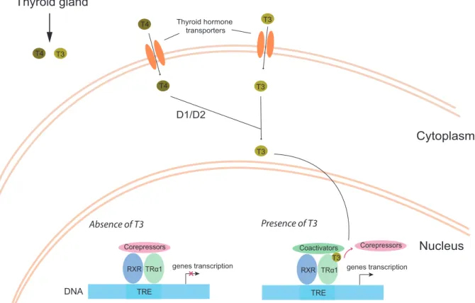 Figure 2.1.3: Mechanisms of action of thyroid hormones.