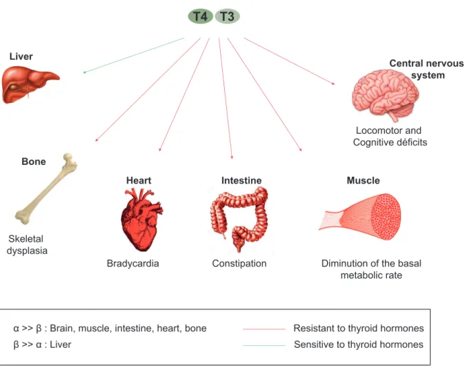 Figure  2.2.1:  The  sensitivity  of  organs  to  thyroid  hormones  depends  on  the  type  of  thyroid  receptor present