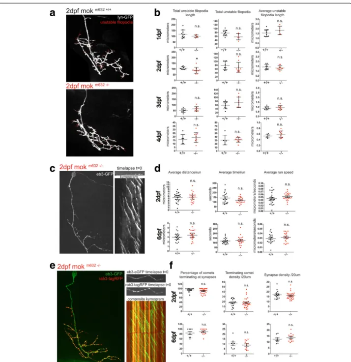 Fig. 2 CaP growth defect is independent of cytoskeleton dynamics modulation. a Actin filopodia dynamics is assayed by time-lapse imaging of single CaP cell arbors expressing membrane-bound reporter lyn-GFP, from 2dpf to 4dpf