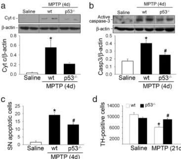 Fig. 3. Loss of p53 in gene-targeted mice attenuates MPTP-induced SNpc DA apoptotic cell death