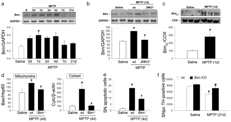 Fig. 4. Role of Bim in MPTP-induced SNpc DA neurodegeneration. (a) Ventral midbrain bim mRNA expression is induced in a time-dependent manner after MPTP intoxication, peaking at 24 h post-MPTP