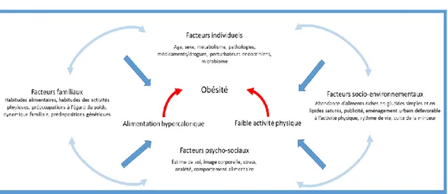 Figure 4. Facteurs influençant le développement de l’obésité et leurs  interactions