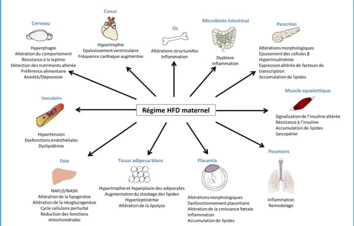 Figure 6. Effets de la nutrition hyperlipidique et/ou de l’obésité maternelle sur les  systèmes biologiques de la descendance