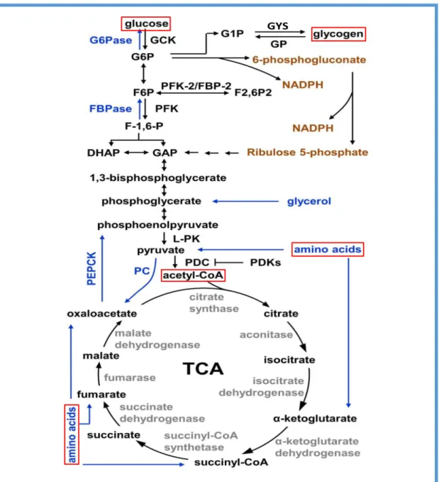 Figure 16. Représentation schématique de la voie du métabolisme du glucose Les acteurs de la glycolyse sont indiqués en noir, les acteurs critiques de la 