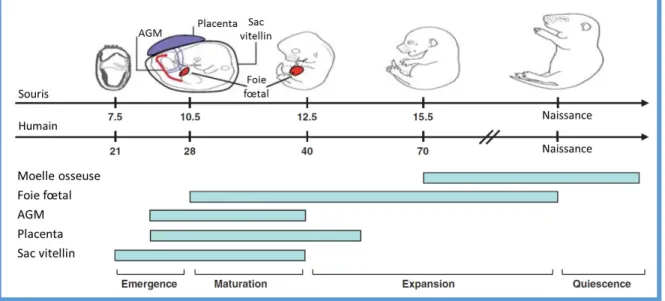 Figure 22. Etapes aboutissant à l’établissement définitif des CSH au cours du  développement embryonnaire