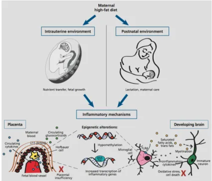 Figure 13 : Inflammation centrale induite par un régime maternel HF 