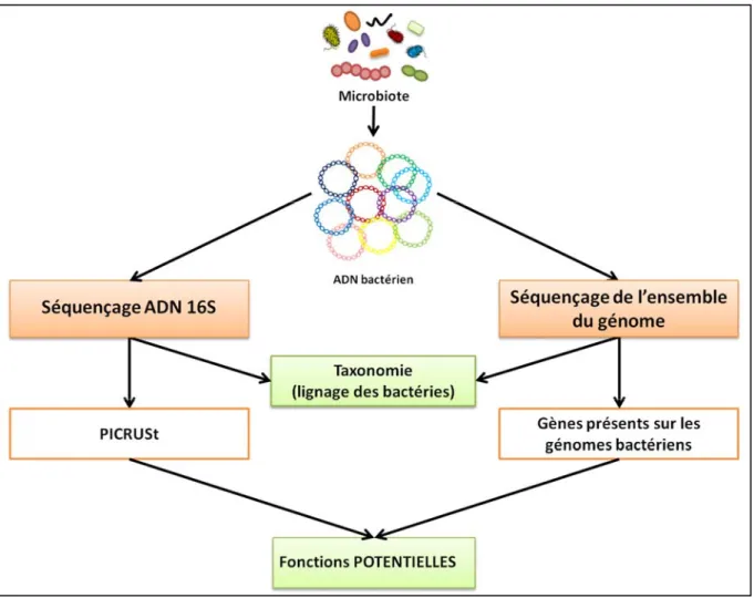 Figure 2: Analyse du métagénome par séquençage. 