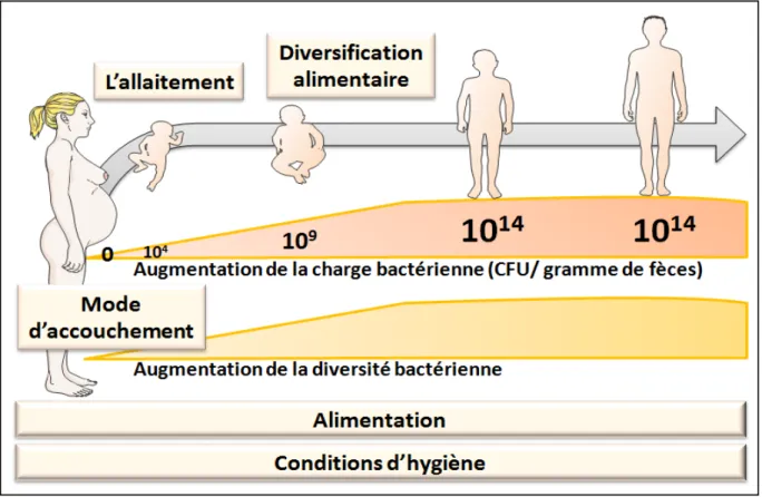 Figure créée à partir de « Young microbe for adult obesity ; Serino M et al. 18  » 