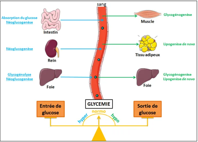 Figure 9: Les organes impliqués dans la régulation de la glycémie. 