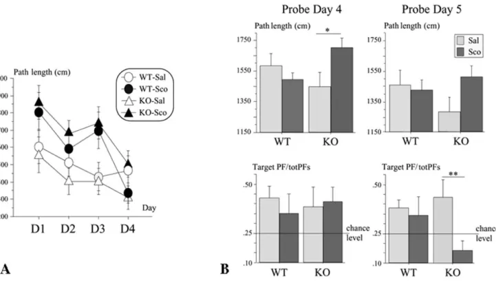 Figure 2. Spatial learning and reference memory of the 5-HTR 4 knock-out mice (experiment 2)