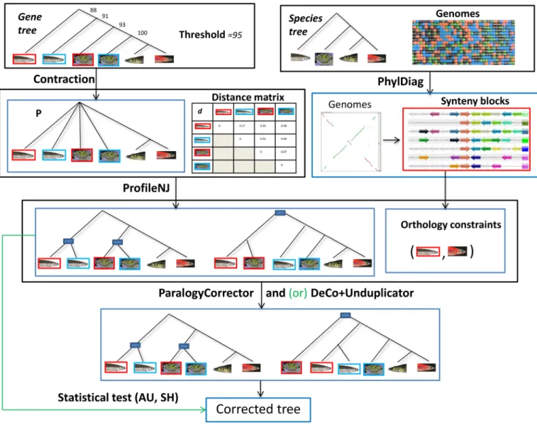 Fig 5. A general view on RefineTree when run on the Ensembl Compara gene families. An example is given for a species tree S of four fish species, a gene family of six genes (a gene is represented by the picture of the species it belongs to, and two paralog