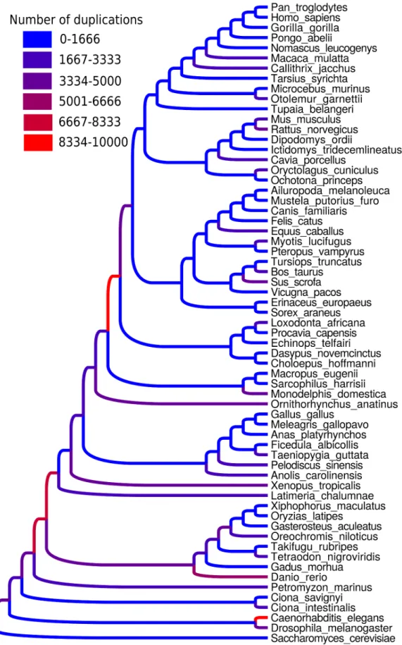 Fig 7. Numbers of duplications in the eukaryote phylogeny, estimated with reconciled ProfileNJ trees from PhyML starting trees on the whole Ensembl Compara database, version 73