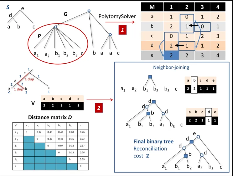 Fig 1. A species tree S and a multifurcated gene tree G . Each leaf x i or x of G represents a gene belonging to genome x present as a leaf in S