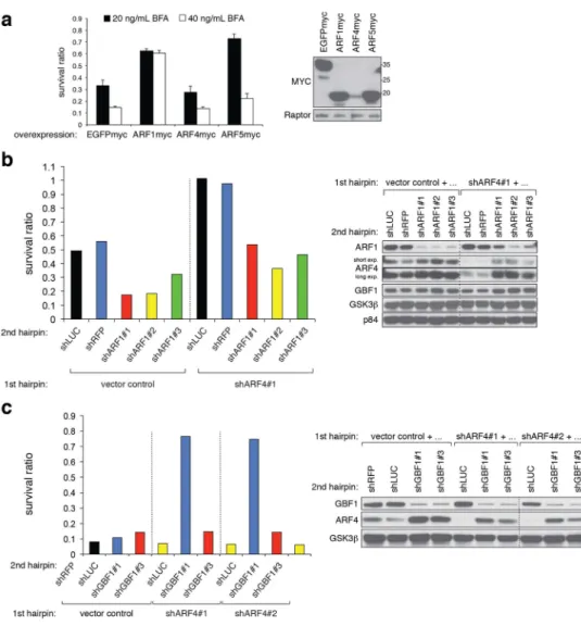 Figure 4. BFA resistance of ARF4-depleted cells depends on ARF1 and GBF1