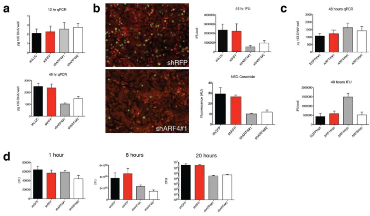 Figure 7. ARF4 loss protects against several intracellular pathogens