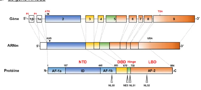 Figure 4 : Gène NR3C2, transcrit et protéine MR.