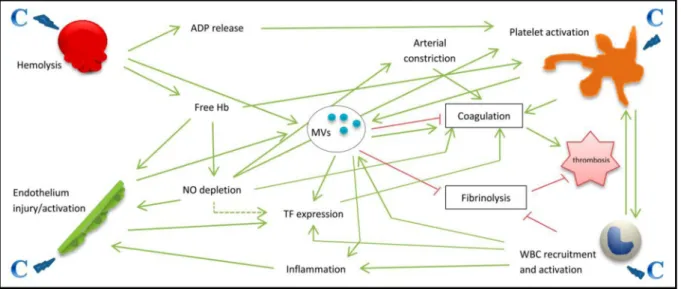 Fig. 2. Overview of the multiple mechanisms involved in the occurrence of thrombosis in PNH patients