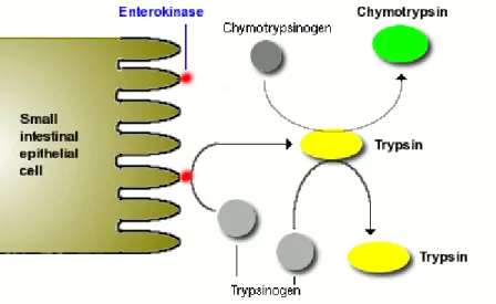 Figure 1-2 Activation of Trypsin and Chymotrypsin [4] 