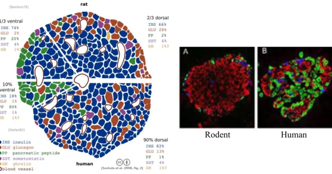 Figure 1-3 Human and rodent pancreatic islets of Langerhans  Source: Suckale at al. 2008 (left), Diabetes Research Institute, Miami (right) 