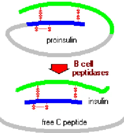Figure 1-9 Intracellular steps of insulin secretion  Source: http:// www.nbs.csudh.edu