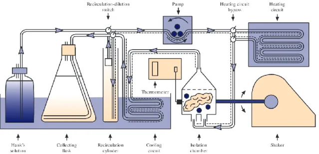 Figure 1-27 Semi-automated human islet isolation procedure [73]  