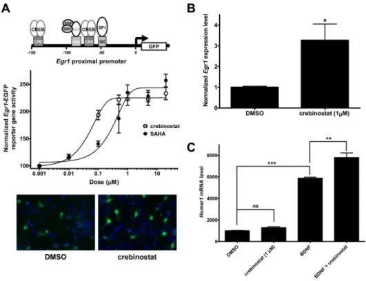 Figure 4. Crebinostat induces the immediate early gene Egr1