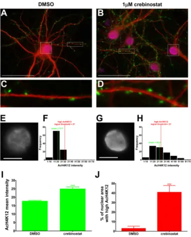 Figure 6. Crebinostat increases histone acetylation and synapsin I punctae along dendrites in primary cultured neurons
