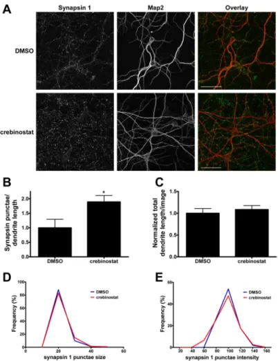 Figure 7. Crebinostat increases synapsin I punctae density along dendrites